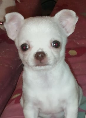 Les chiots de Chihuahua