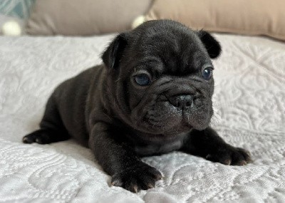 Bouledogue français