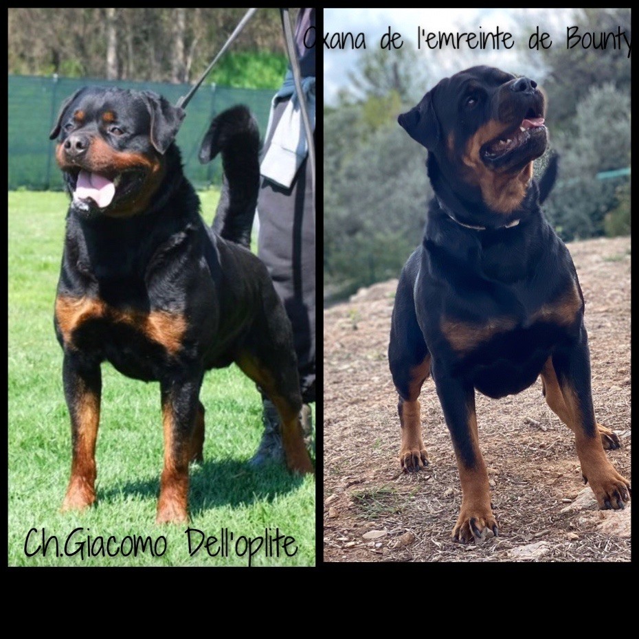 CHIOT collier rouge - Rottweiler