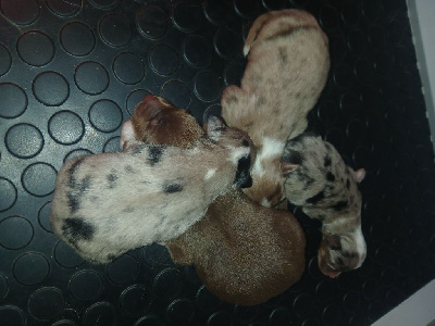 Les chiots de Berger Australien