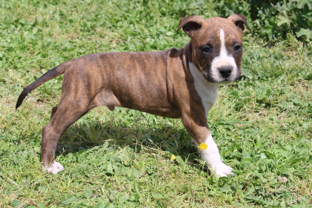 Vaillant - American Staffordshire Terrier