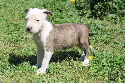 Vitchi - American Staffordshire Terrier