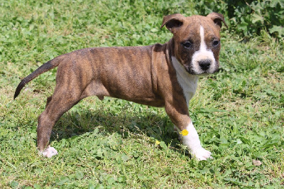 Vaillant - American Staffordshire Terrier