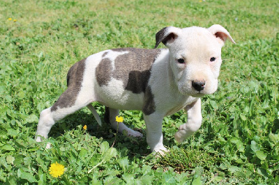 Vini - American Staffordshire Terrier