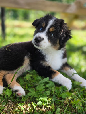Les chiots de Berger Américain Miniature 