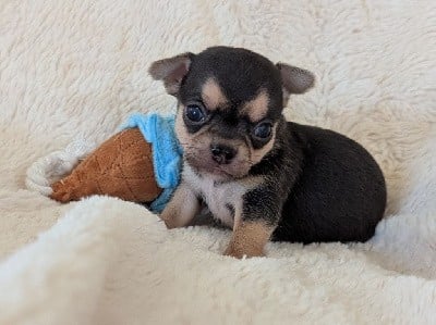 Chihuahua