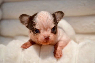 Les chiots de Chihuahua