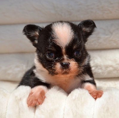 Les chiots de Chihuahua