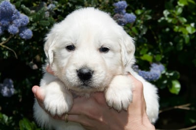 Les chiots de Golden Retriever