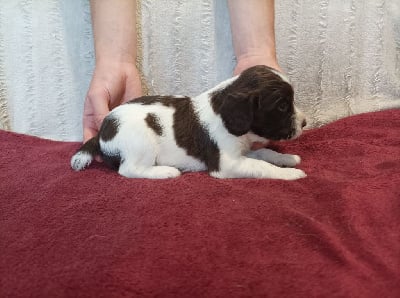 Les chiots de English Springer Spaniel