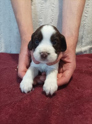 Les chiots de English Springer Spaniel