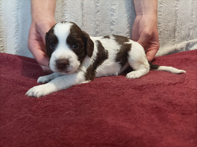 Les chiots de English Springer Spaniel