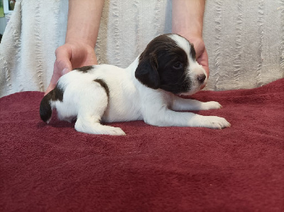 Les chiots de English Springer Spaniel