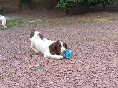Les chiots de English Springer Spaniel