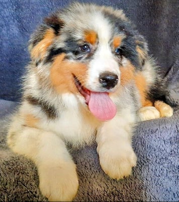 Les chiots de Berger Australien