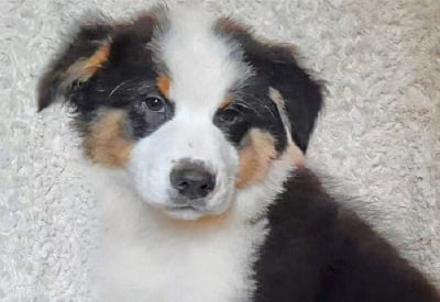 Les chiots de Berger Australien