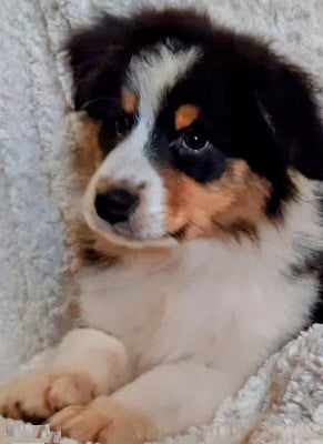 Les chiots de Berger Australien