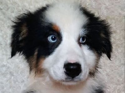 Les chiots de Berger Australien