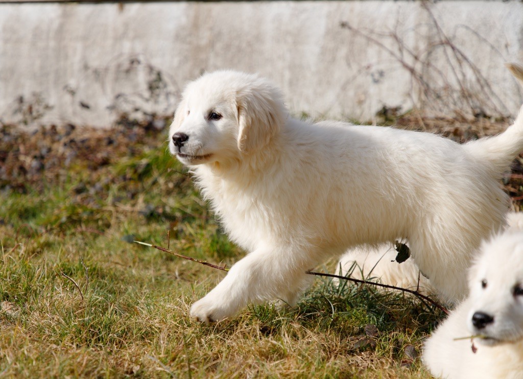 CHIOT 1 - Golden Retriever