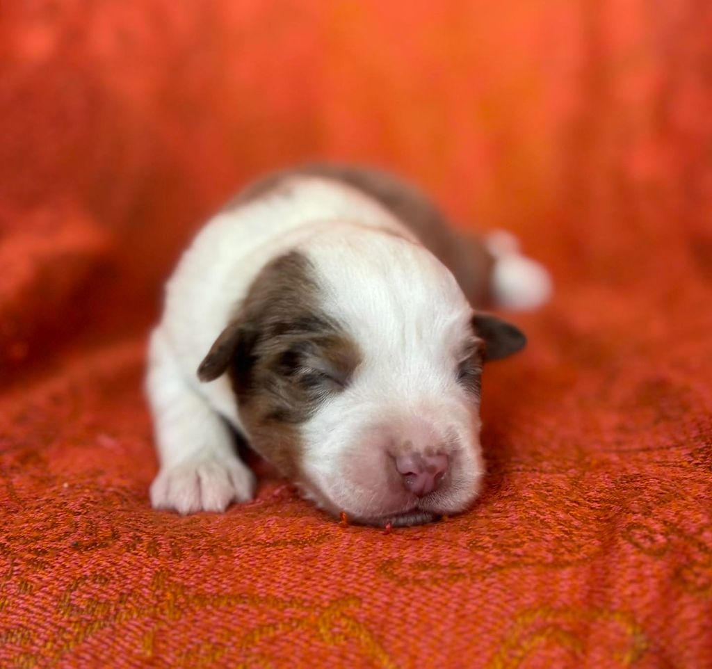 CHIOT 3 - Berger Américain Miniature
