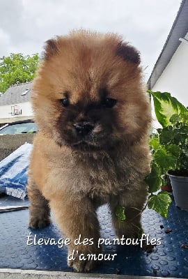 Les chiots de Chow Chow