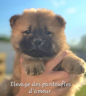 Les chiots de Chow Chow