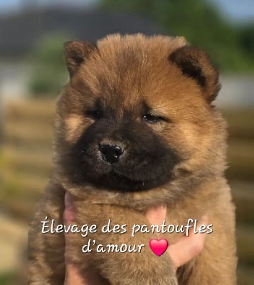 Les chiots de Chow Chow
