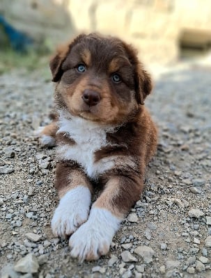 Les chiots de Berger Australien