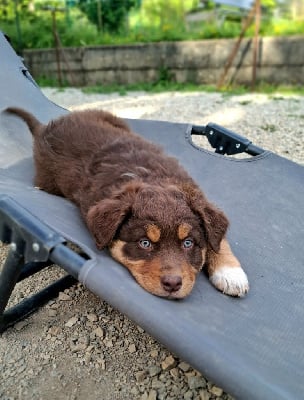 Les chiots de Berger Australien