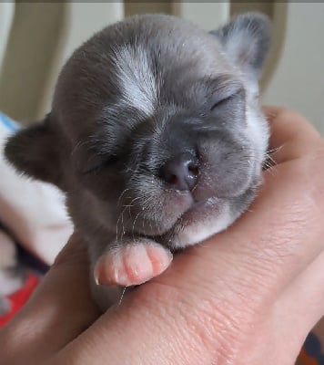 Les chiots de Chihuahua