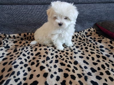 Les chiots de Bichon maltais