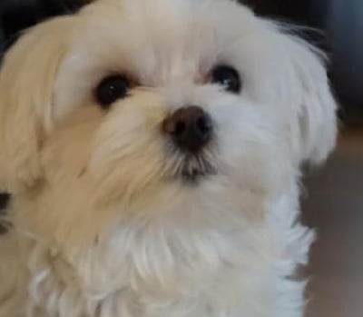 Les chiots de Bichon maltais