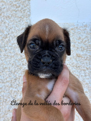 Les chiots de Boxer