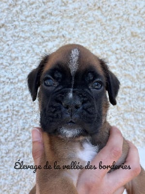 Les chiots de Boxer