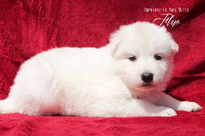 Collier Fluo - Berger Blanc Suisse