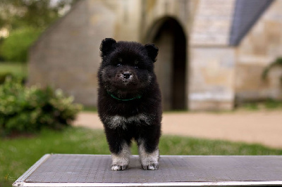 Les chiots de Chien finnois de Laponie