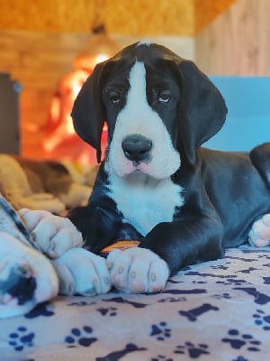 Les chiots de Dogue allemand