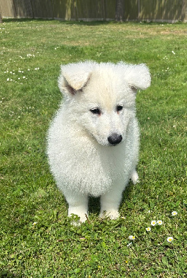 Les chiots de Berger Blanc Suisse