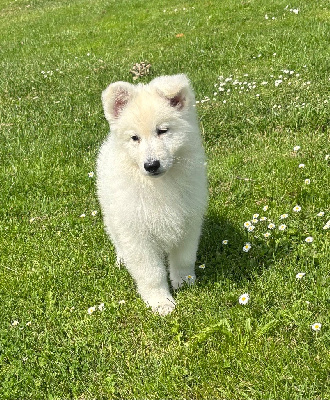 Les chiots de Berger Blanc Suisse
