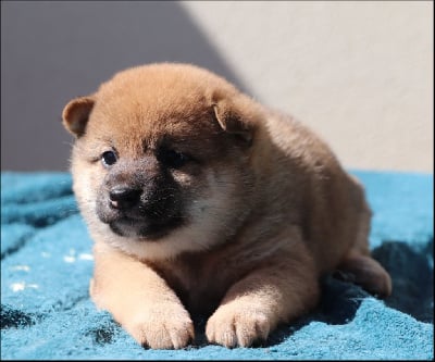 Les chiots de Shiba