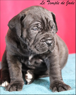 Les chiots de Cane Corso