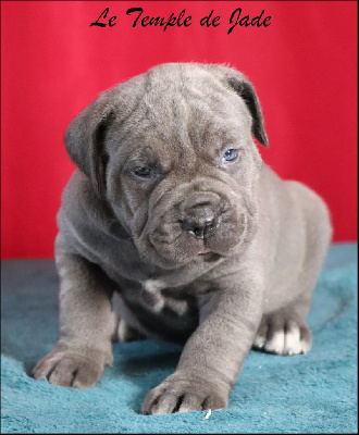 Les chiots de Cane Corso