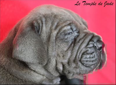 Les chiots de Cane Corso