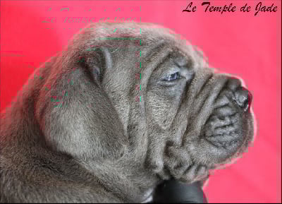 Les chiots de Cane Corso