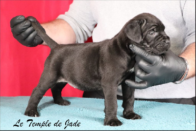 Les chiots de Cane Corso
