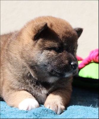 Les chiots de Shiba