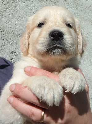Les chiots de Golden Retriever