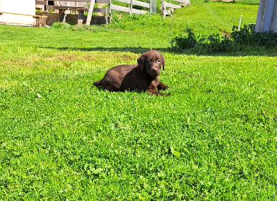 Les chiots de Labrador Retriever