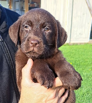 Les chiots de Labrador Retriever