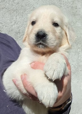 Les chiots de Golden Retriever